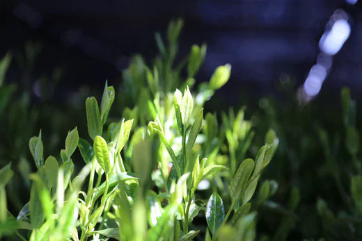 Matcha et digestion : quels bienfaits ?