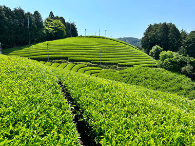 Quelle est la différence entre le thé vert et le thé matcha ?