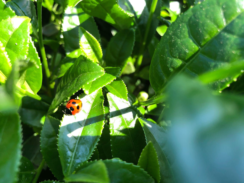 thé matcha et effets secondaires