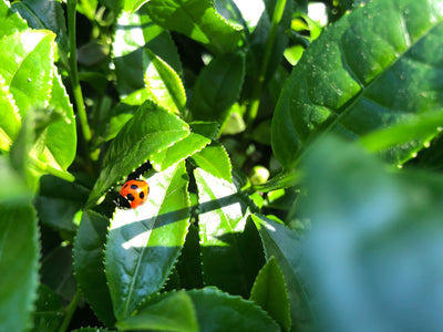 Quels sont les effets secondaires possibles du thé matcha ?