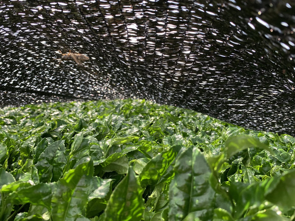 feuille tencha