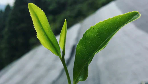 matcha-plante-origine