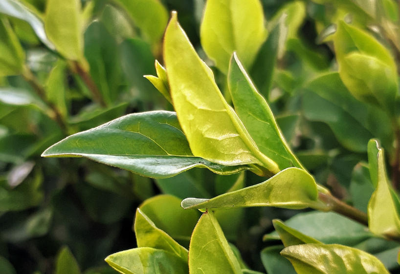 Aluminium dans le thé ?