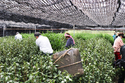 Visite d'un producteur de thé vert matcha conventionnel à Uji