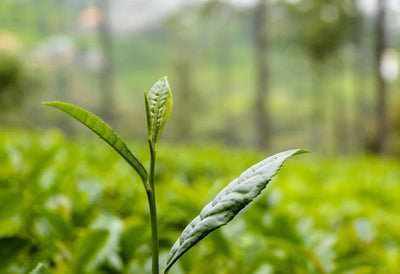 La L-Théanine, le secret du pouvoir relaxant du thé