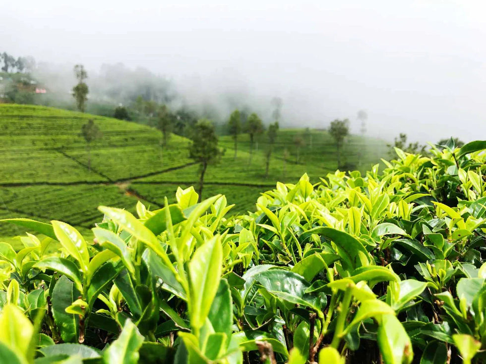 Vertus, Bienfaits du Matcha pour les Cheveux