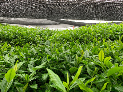 Culture ombrée : pourquoi couvrir les feuilles de thé vert matcha ?