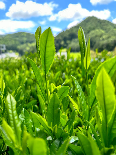 Matcha Th Matcha Origine Bienfaits Du Th Vert Japonais Kumiko matcha-th-matcha-origine-bienfaits-du-th-vert-japonais-kumiko