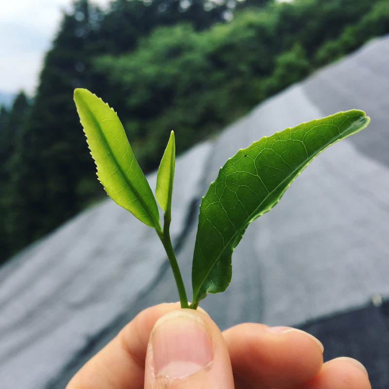 la feuille de thé