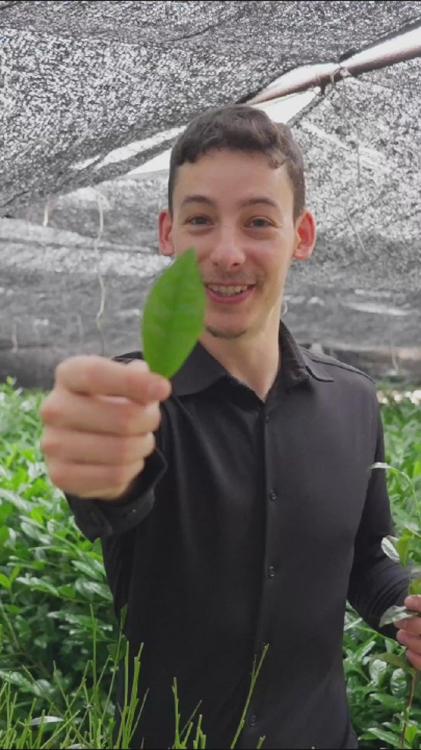 D'où vient le matcha ?